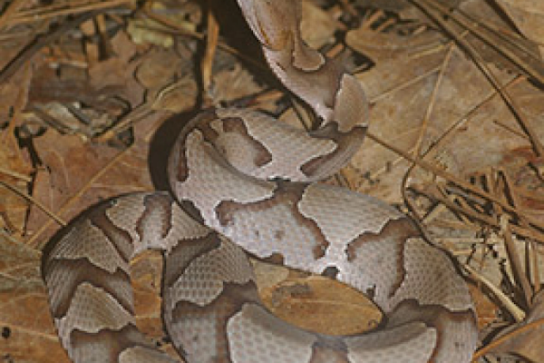 Copperhead snake - credit Jeff Hall/N.C. Wildlife Resources Commission