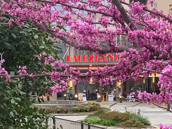 Emergency Department in the Spring