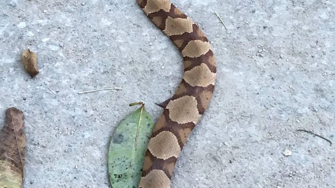 Close up of a copperhead snake on the Walnut Creek Greenway in Raleigh, NC