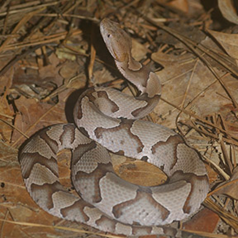 Copperhead snake - credit Jeff Hall/N.C. Wildlife Resources Commission