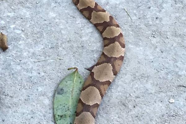 Close up of a copperhead snake on the Walnut Creek Greenway in Raleigh, NC