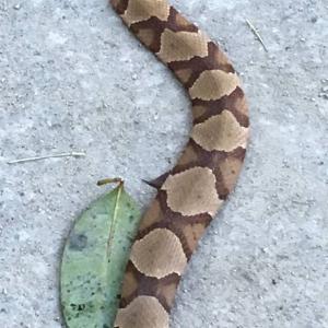 Close up of a copperhead snake on the Walnut Creek Greenway in Raleigh, NC